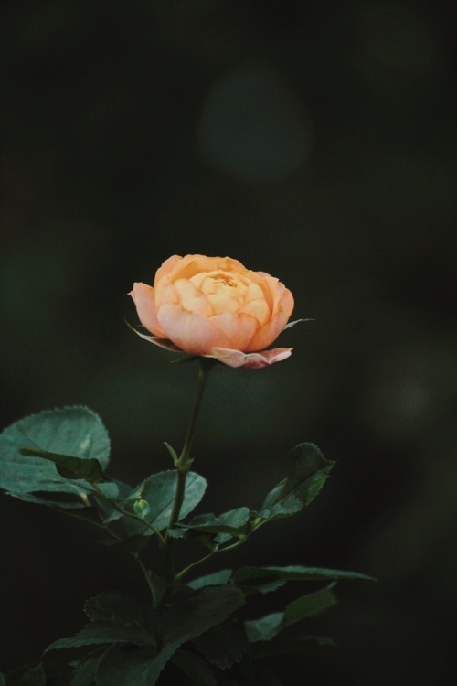 1217love:  Where flowers bloom, so does hope. – Lady Bird Johnson