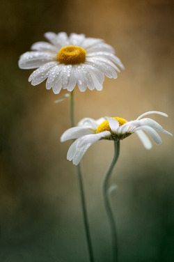 prettylittleflower:  Daisies by Mandy Disher Florals on Flickr. 