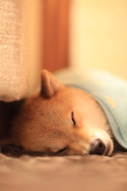 wuffspiikdogbro:  Here. Have some sleeping shibes. Credit: marustagram 