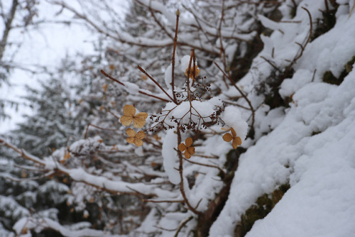 Winter still have a firm hold on our garden.