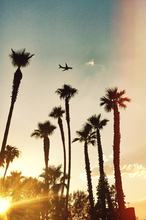 bejarj:  Los Angels palm trees :] 