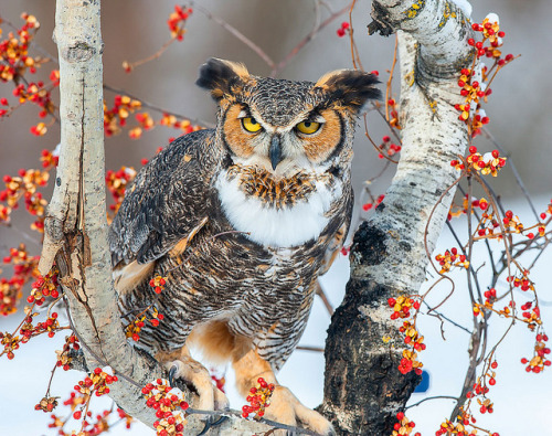 cloudyowl:Great Horned Owl by Jeff Caverly