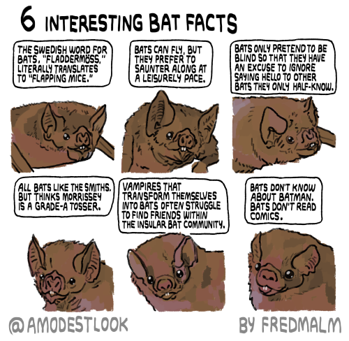 amodestlook:A MODEST LOOK AT 6 interesting bat facts