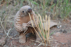 cuteanimalspics:  Baby pangolins are just