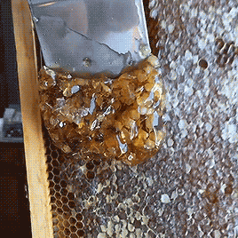 slymyu:  🍯 honey harvesting 🐝  