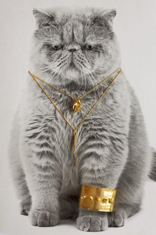 cat gold