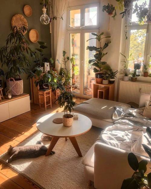 gardenspirits:A home full of cats and plants 
