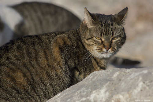 catycat21:Feral cat by leporcia on Flickr.