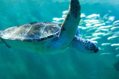 マリンピア松島水族館のサカナ達。ほとんどはこの後に新しく出来た仙台うみの杜水族館に移され、展示されています。