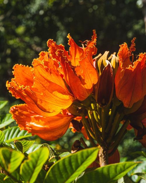 Naughty plant! Called the African Tulip! #waimea #waimeavalley #oahu #oahuartist #oahuphotographer #