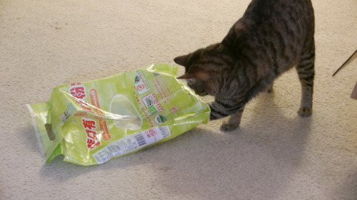 myheartleapt: Is it a semi-transparent plastic bag? Does it have a ball in it? Then it’s a toy