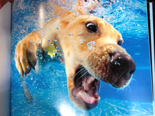 I FOUND A BOOK CALLED UNDERWATER PUPPIES AND IT IS JUST 113 PAGES FILLED WITH NOTHING BUT PICTURES O
