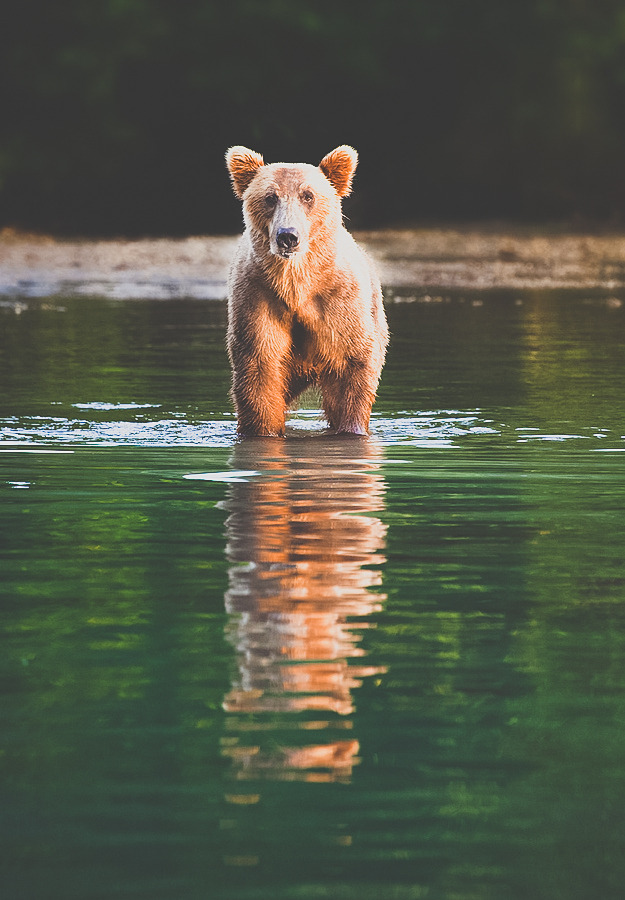 tumhblr:  nature / vintage