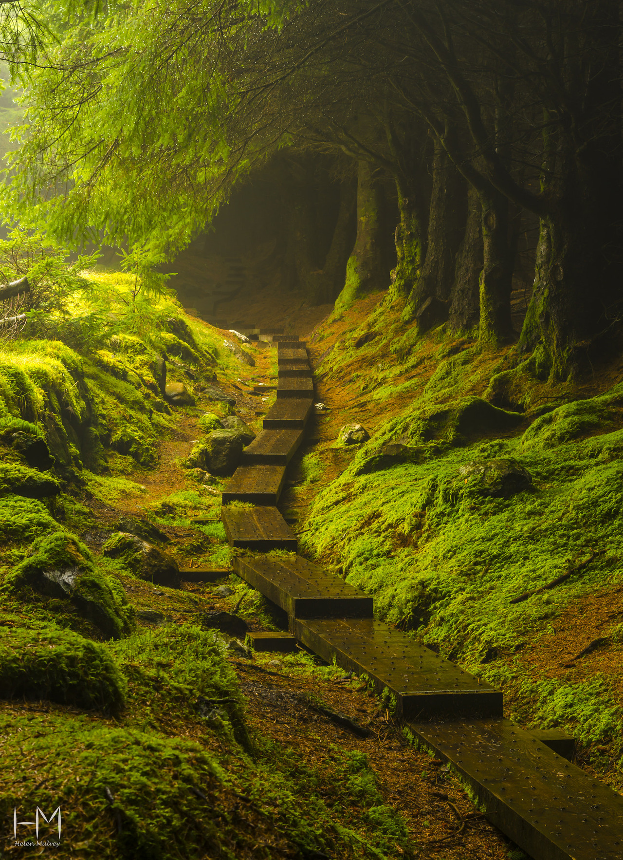 silvaris:  Into the Unknown by Helen Mulvey  