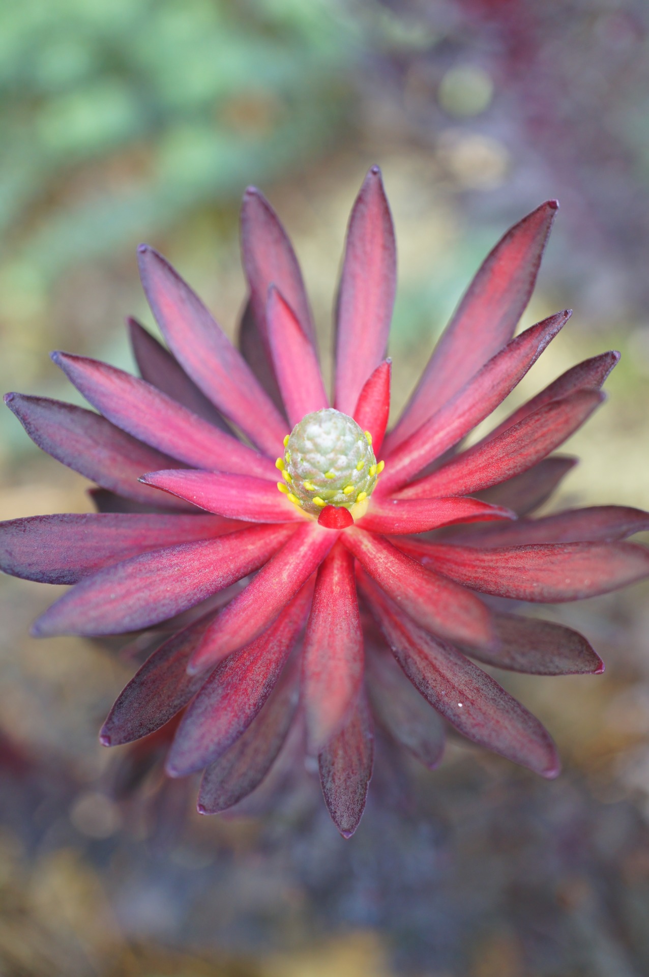 flora-file