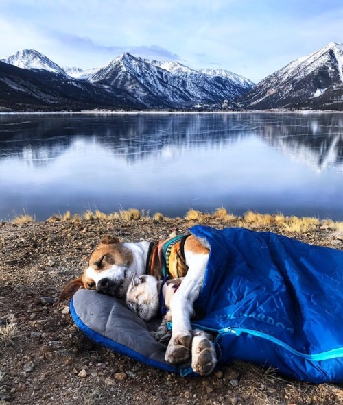 aww-so-pretty: Meet Henry The Colorado Dog and his best friend.