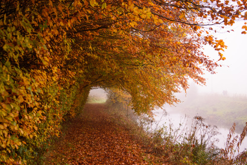 morning mist