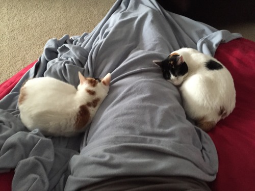 izzyandspoon: Lazy Caturday