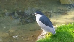 Today I went to visit my grandma and we walked to the pier, on the way I saw these neat birds. I think they&rsquo;re black-crowned night herons