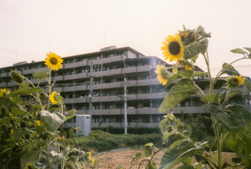 Wednesday 20th September 2017. Kyoto Japan.35mm film - Yashica T4