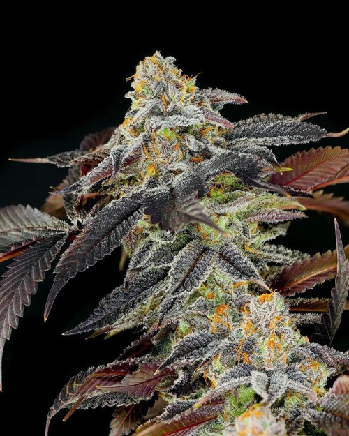 thebudtendersociety:  Salmon River OG from Dynasty Genetics  Email your best pics to get posted  Http://BUDtendersociety.com