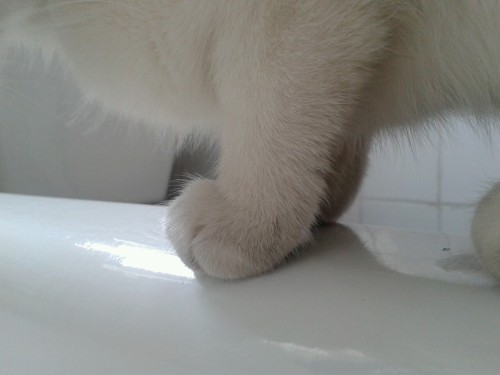 thedeerprincereturns:my kitten is distressed that she was not included in bath time and would like t