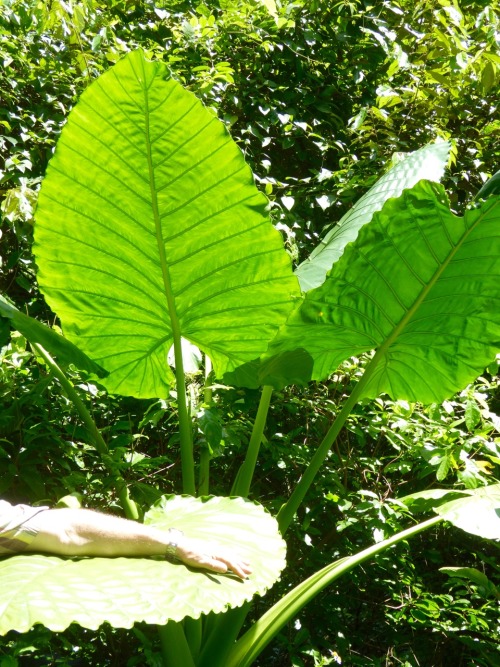 persekailash:  Vietnam.Cat Ba.Etang dans la jungle ou la végétation est luxuriante.