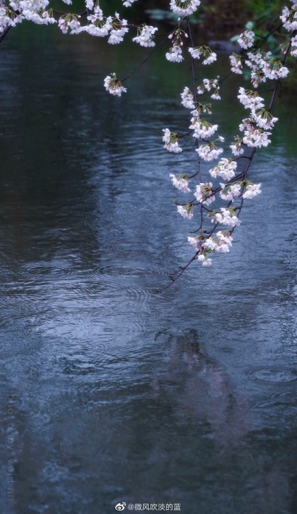 fuckyeahchinesegarden:spring in 明孝陵mingxiaoling, nanjing city, jiangsu province by 微风吹淡的蓝