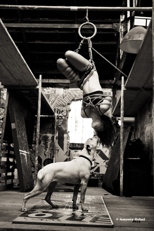 amaury-grisel-shibari:  give me a kiss !  à l’albatros “Montreuil”  résidence artistique en préparation du prochain festival trait d’union  Model : @franckievega dog : Jah Shibari / Photo : Amaury Grisel Tumblr Ropes by Place des cordes