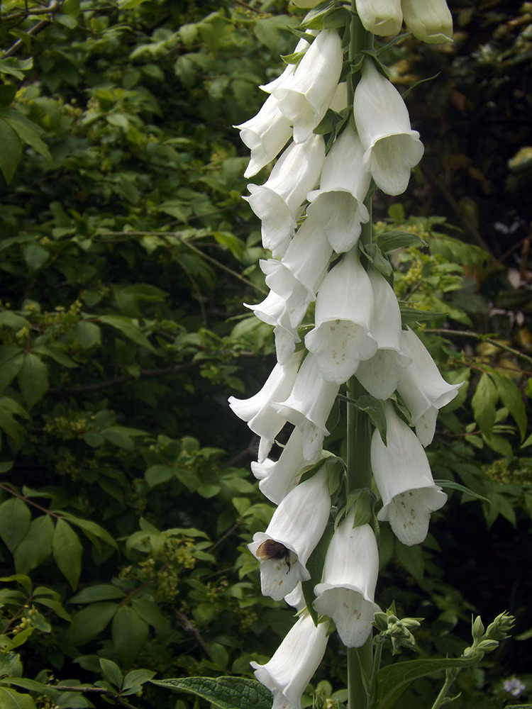 Merriments Garden