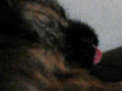 This Is A Picture Of My Puppy Doing The Cat Tongue Thing