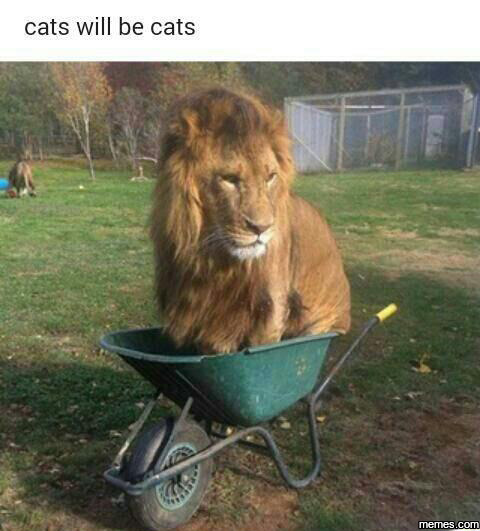 memethings: Yup all lions are like this