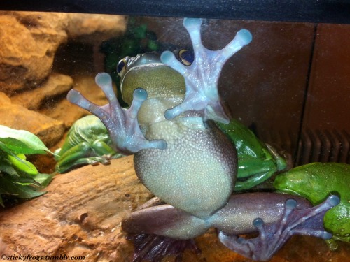 Todays Hungriest Friend Is Round Frog!