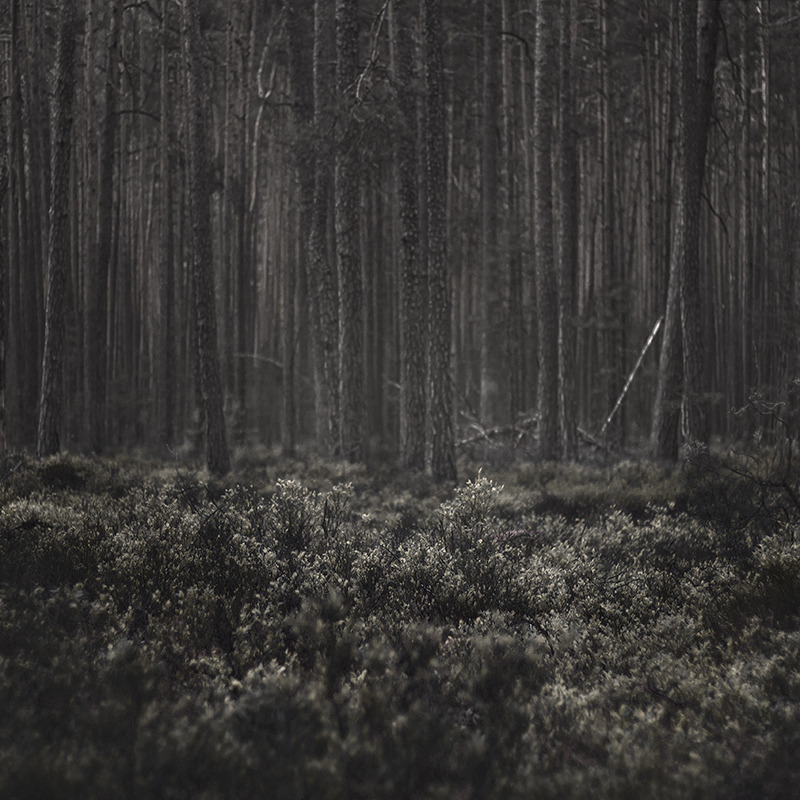 Dark forest :: Behance