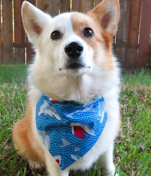 In our Sunday Best (Bandana by @fortheloveofjake) #FishAreFriends #NotFood #Emma #Corgi