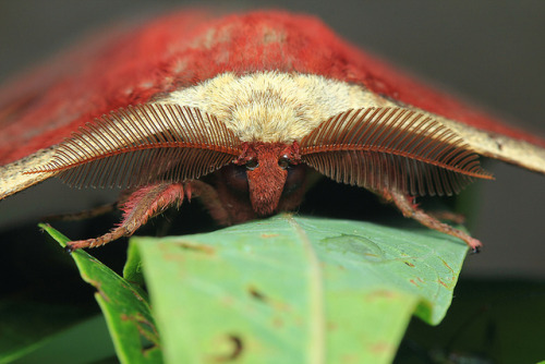 XXX mothsaregreat:  120303 Moth Large by SideView photo