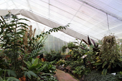 glasshouse in my local botanic gardens