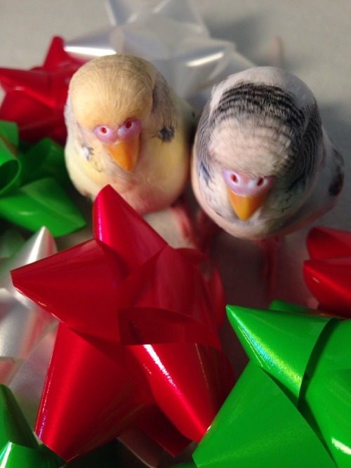 pepperandpals:  Budgies and bows   Budgies just look like they have yew berries squished onto their faceThey’re really adorable though :3