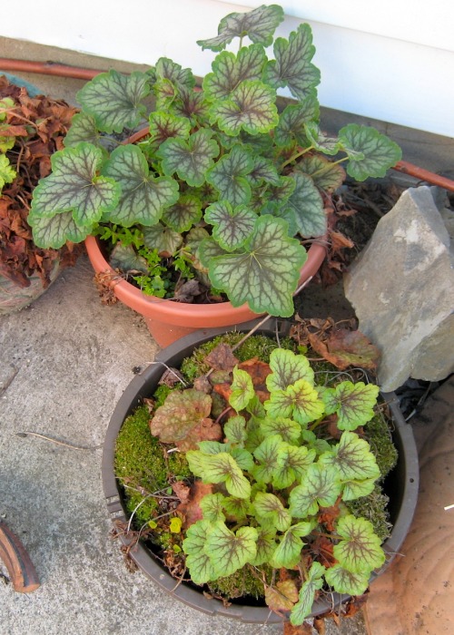 Exploring Black Rock the other day, I ran across the plant at the top, a native Heuchera (americana)