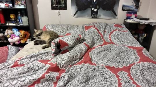 theagenderprince:  i decided i was going to make my bed and was curious how long it would take for boo to leave so i begin. here we see boo, my nearly 1 year old farting machine, in his natural habitat. this creature cannot be pissed to do anything. 