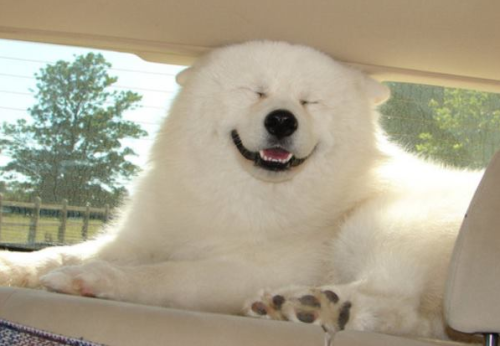 ohfubble:  cressidaknightlark:  There you go; cute, funny, adorable and beautiful Samoyeds to brighten up your day. ♥  mymindisabeautifulwreck Itz so fluffyyy 😍 