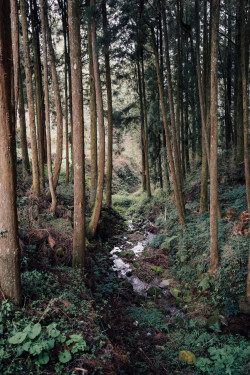 accio-forest:by   Diaz Ko 