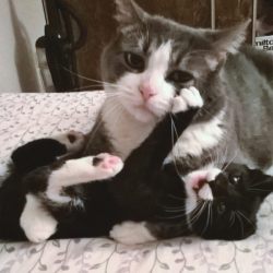 cuteanimalspics:  The joys of motherhood (Source: http://ift.tt/1LGR6Ob)