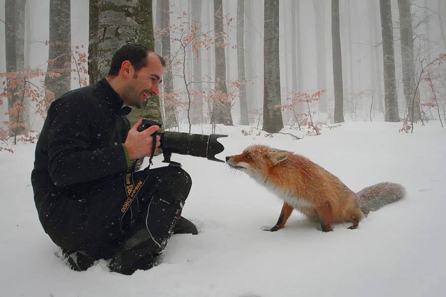 gwendabond:  best-of-memes:  Love foxes  They’re just so strange. (Not behemoth-depths