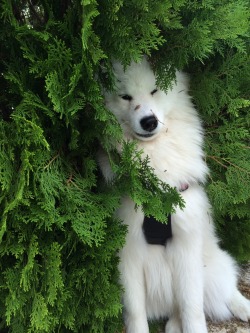 sammiethesamoyed:  Sammie loves trying to hide and eat our tree! 