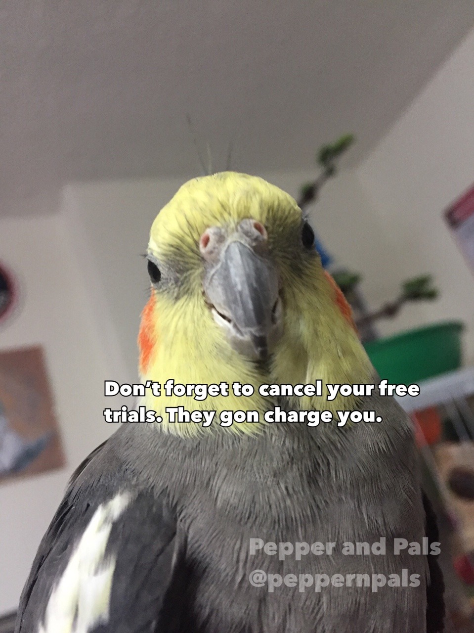 pepperandpals:    Reminder  