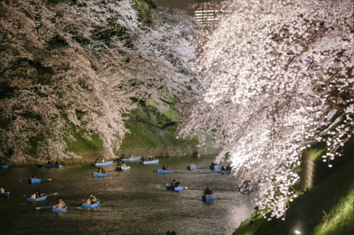 nubbsgalore:cherry blossoms over tokyo’s meguro river and chidorigafuchi moat photographed by (click