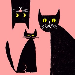 robhodgson:  Rob Hodgson, black cats 