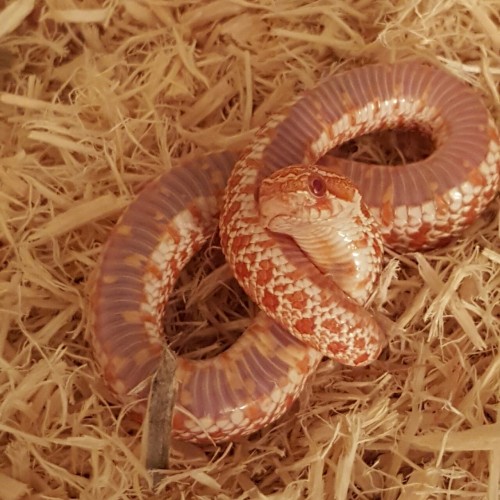 Pasta the hognose (: