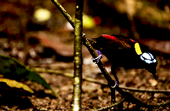 animal-diversity:  Wilson’s Bird-of-Paradise x 